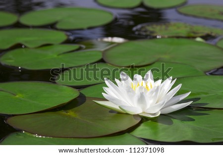 Closeup white lotus flower in the lake Royalty-Free Stock Photo #112371098