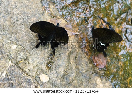 Beautiful black it is butterfly isolated on nature background