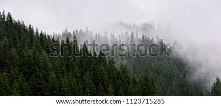 Misty morning view in wet mountain area. Dense pine forest in morning mist. Royalty-Free Stock Photo #1123715285