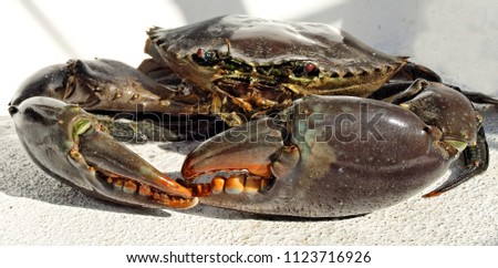Australian Giant Mud Crab (Scylla serrata). Freshly caught, alive, and up close. Also known as Mangrove, Samoan and Serrated Crab. Queensland, Australia.