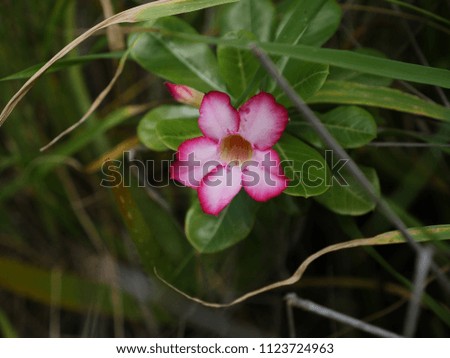 Close up of a single Desert Rose tropical flower on a green leafs branch