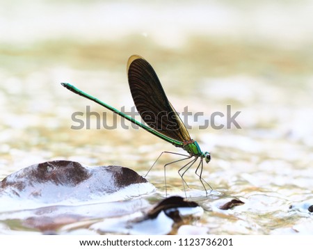 Selective focus Male green body and brown wings Damselfly perches on the brown leaf fallen in forest streams. 