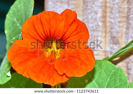 Closeup of Orange Nasturtium flower in bloom