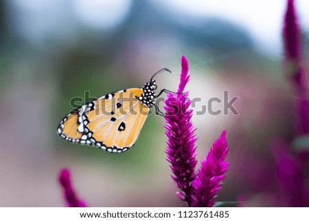 The Plain Tiger butterfly sitting on the Celosia flower during spring time
