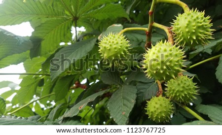 Fruit of chestnut on green tree