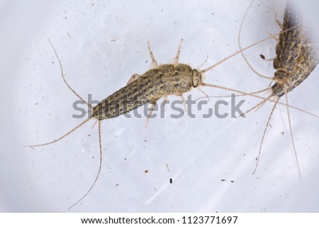 Four-lined Silverfish (Ctenolepisma lineata), primitive insect of the order Zygentoma. Found both indoors and outdoors and can be a nuisance pest.