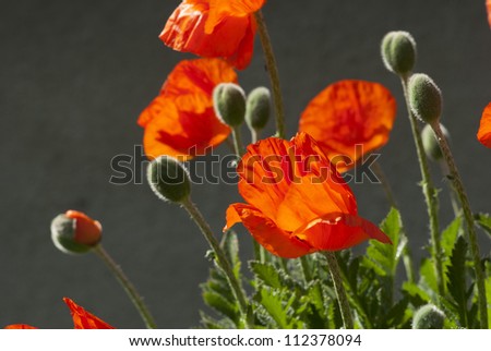 red poppy flowers blooming at springtime