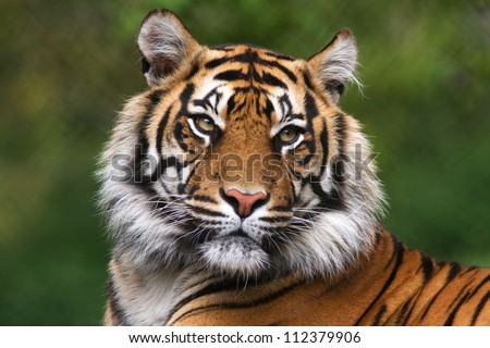 Tiger, portrait of a bengal tiger. Royalty-Free Stock Photo #112379906