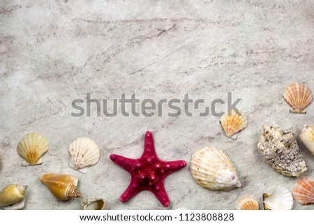 top view sea shells stone background