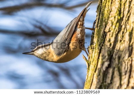 A nuthatch on the tree is searching for fodder