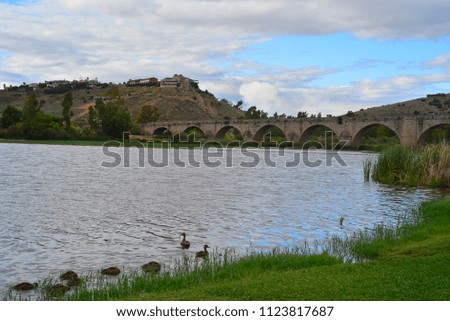 group of ducks Anas platyrhynchos on the Guadiana river with the roman bridge of Medellin in the background. The Mallard or Mallard is a species of bird anseriforme of the family Anatidae It is a duck
