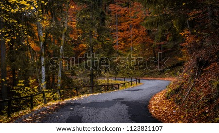 Autumn Forest Slovakia