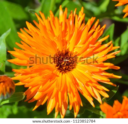 Calendula officinalis, the pot marigold, ruddles, common marigold or Scotch marigold is a plant in the genus Calendula of the family Asteraceae.