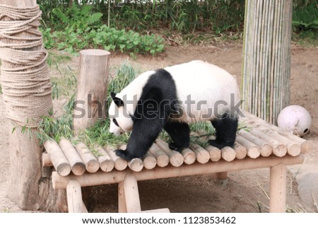 panda in the zoo