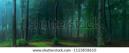 Panorama of foggy forest. Fairy tale spooky looking woods in a misty day. Cold foggy morning in horror forest Royalty-Free Stock Photo #1123858610