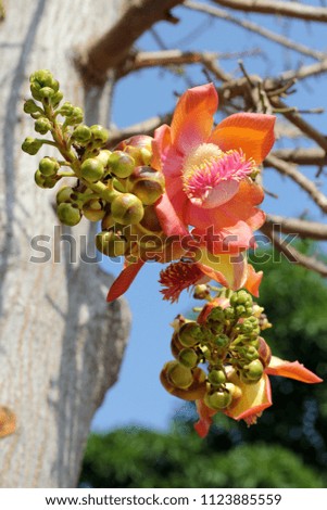 Sal tree : floral close up