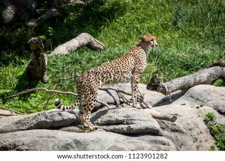 Cheetah on the Lookout 
