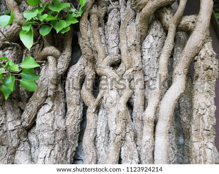 vine and root on the wall