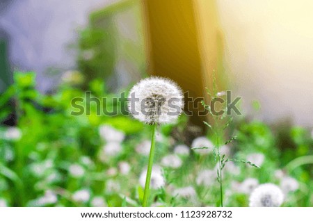 White dandelion on grass background, sunlight side view.