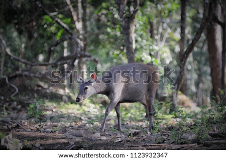 Sambar Deer walking in the forest,Thailand