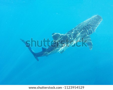 whale shark swimming underwater in beautiful clear blue ocean.