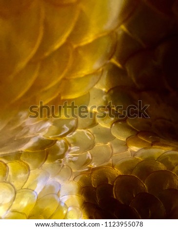 Yellow, abstract, fish flake