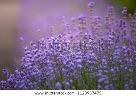 Lavender flowers at sunset or sunrise in a soft focus, pastel colors and blur background. Violet lavender field in the garden, soft light effect.