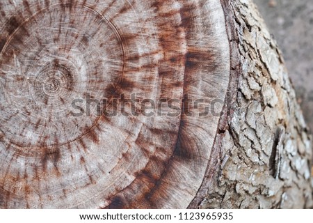 ages tree trunk slice pattern close up
