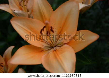 a lily of a very beautiful tender orange color 2018