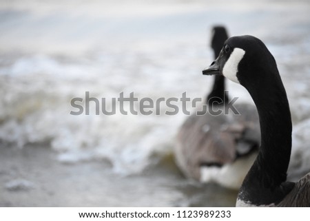 A Canada goose looking at its mate by the river while it's moving away.