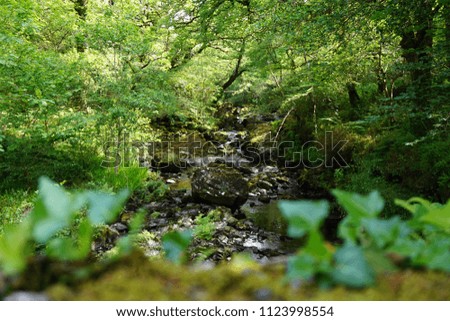 River in Cork a County, Ireland with overgrowth and blurred foliage in stone wall