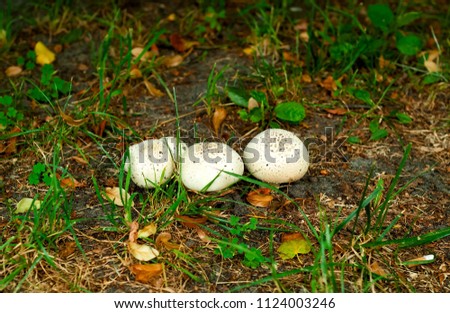 white mushrooms in landscape design. The concept of urban decoration, natural light, space for copy, closeup.Design, Natural Light, Copy Space, Close Up