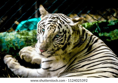 A close-up showing the upper body and the facial details (eyes, ears, whiskers) of a White Tiger sitting amongst the nature and greenery of bushes trees & leaves