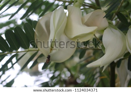 White Cork Wood Tree or Sesbania Grandiflora flowers on a branch. Thai herbal 