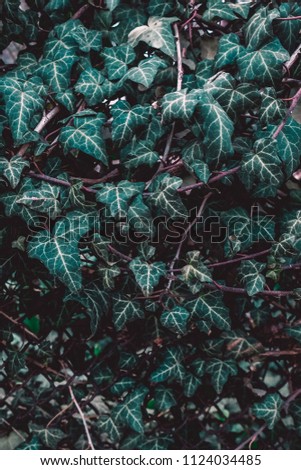 Natural living wall close up. Green background texture vertical
