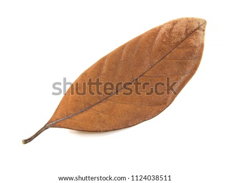 dry leaf isolated on white background.