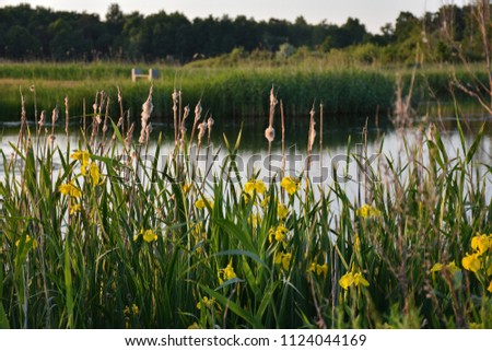 Blossom yellow iris flowers in a wetland