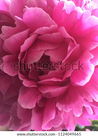 Beautiful Pink Peony in Full Bloom