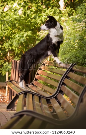 Adorable  Border Collie poses in the park in the summer