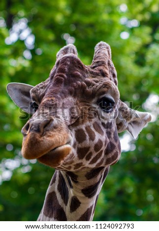 Close-up of a giraffe in front of some green trees, looking at the camera. With space for text.