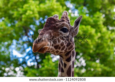 Close-up of a giraffe in front of some green trees, looking at the camera as if to say You looking at me. With space for text.