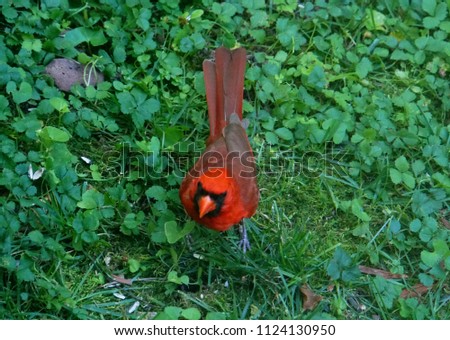 A red cardinal searching for food on the ground