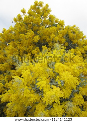 A gift from nature: a bright and sunny explosion of yellow where there should be only green