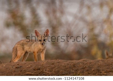 The picture of Fox puppy is taken at Gujarat in India.