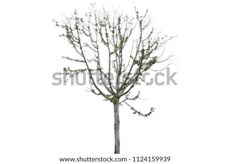 Tree dry and branch dry isolated on the white background, clipping path.