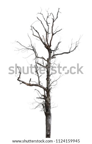 Tree dry and branch dry isolated on the white background, clipping path.
