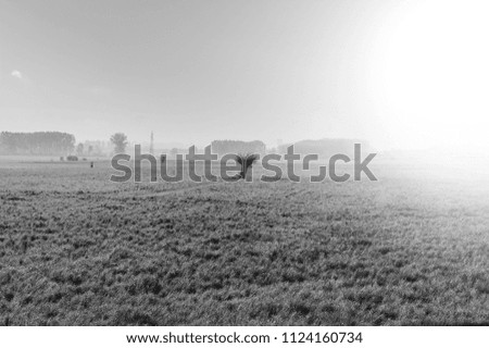 Morning mist in Italian Piedmont. Olive tree on the field in Italy at sunrise. Black and white picture