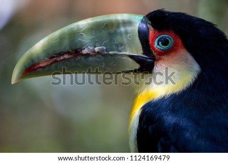 Close up of a colourful green beak toucan tropical bird with red around the eyes and yellow and black feather coat