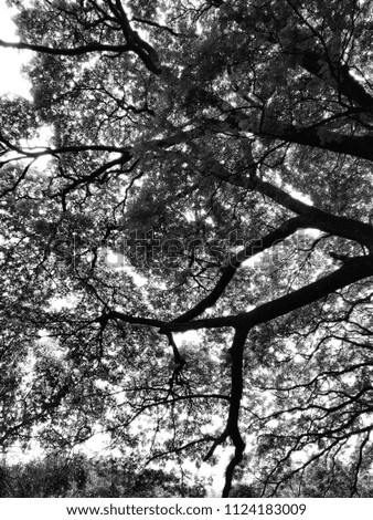 black and white silhouette of a huge tree