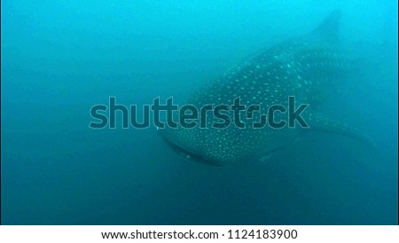 Breathtaking view on the friendly giants underwater - the whale sharks in Donsol, Philippines 